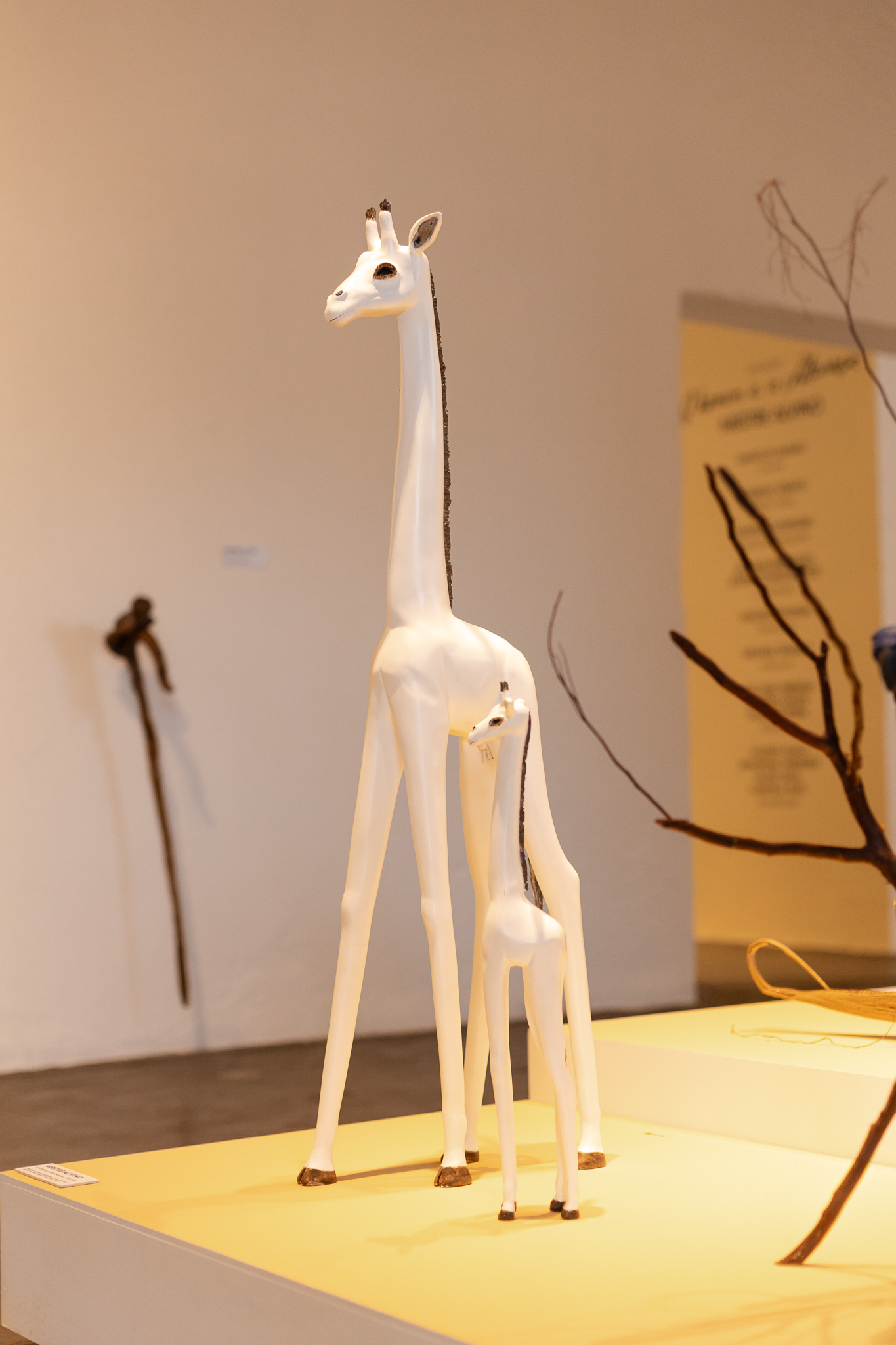 Girafas Brancas